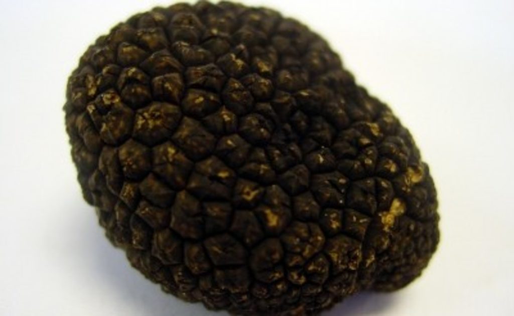 Schwarze Trüffel aus Italien